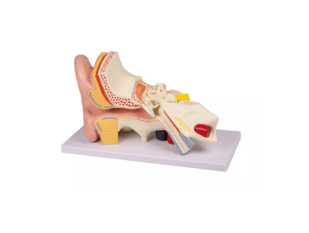 Ohrmodell, 3 - fache Größe, 4 Teile - Erler - Zimmer